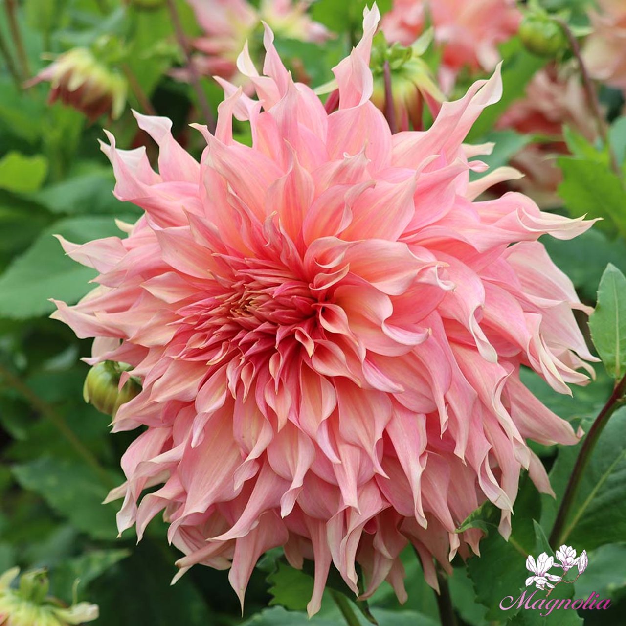 Penhill Watermelon Dahlia Knöl