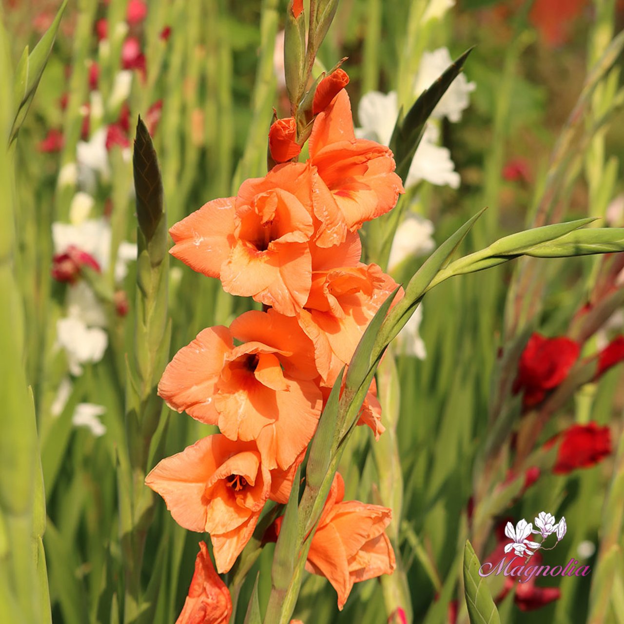 Peter Pears Gladiolus Corms
