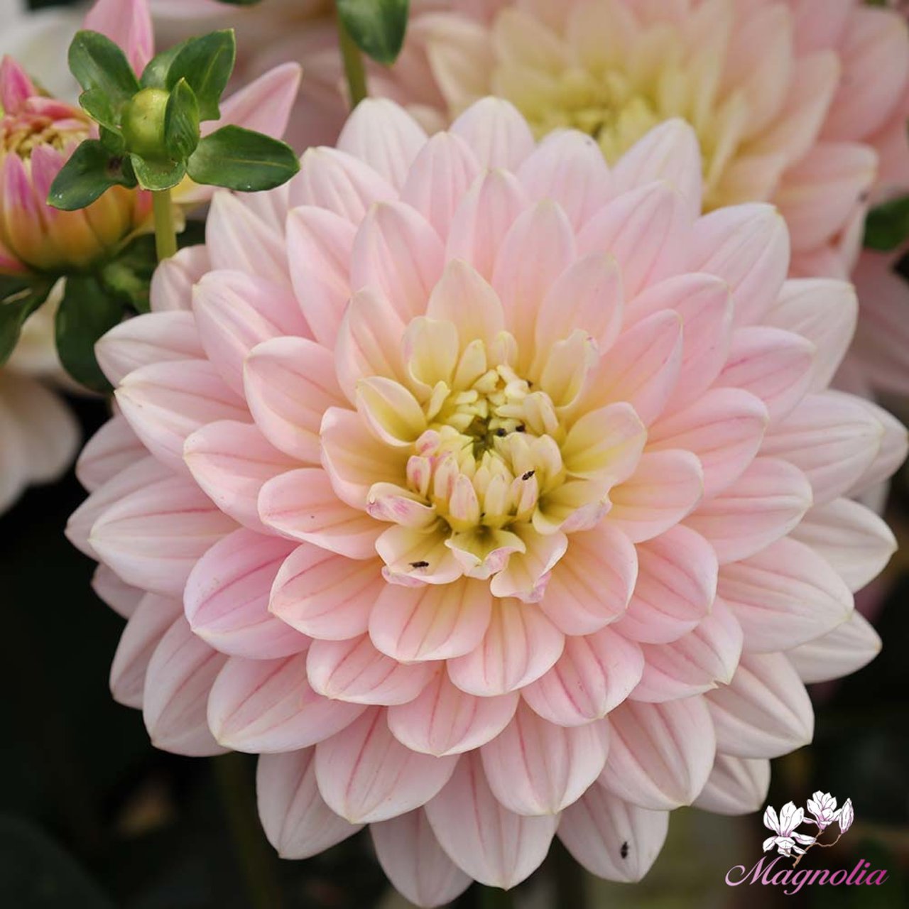 Pink Magic Dahlia Knöl