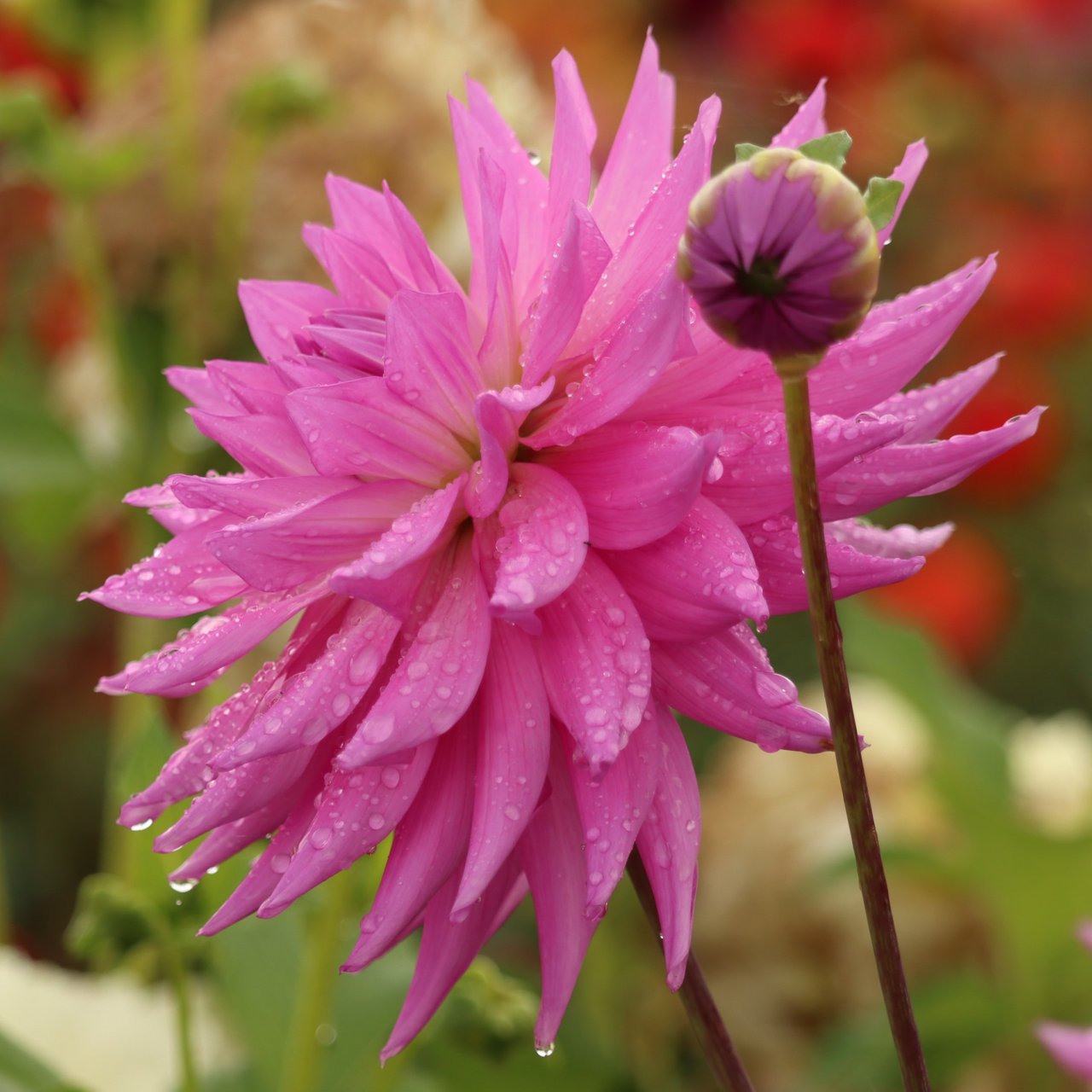 Pink Paradise Dahlia Knöl