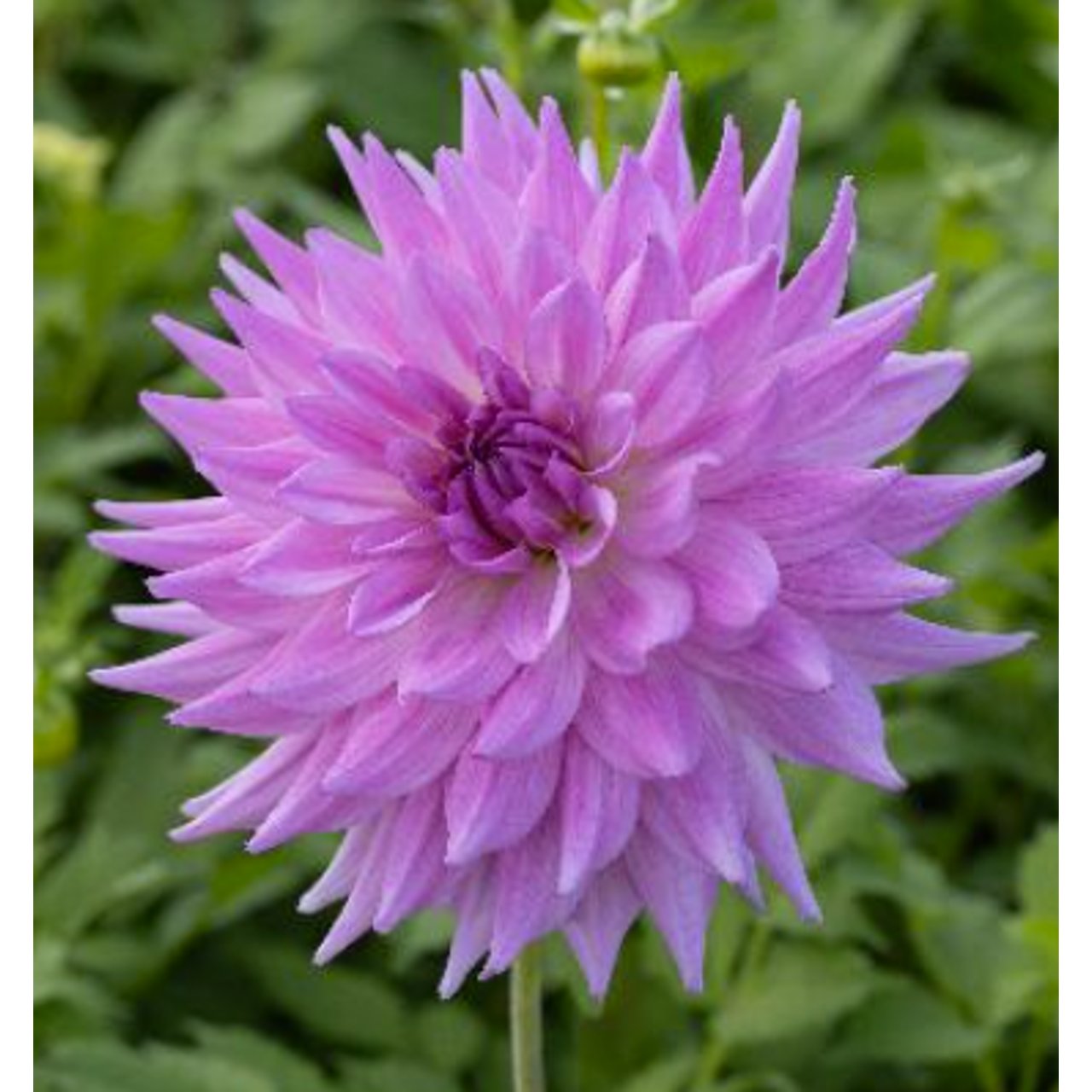 Pink Paradise Dahlia Tuber