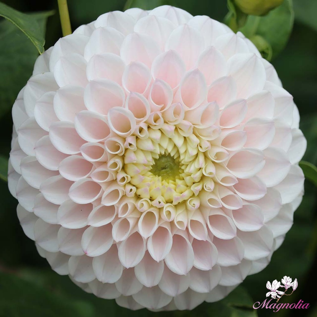 Pink Pearl Dahlia Tuber