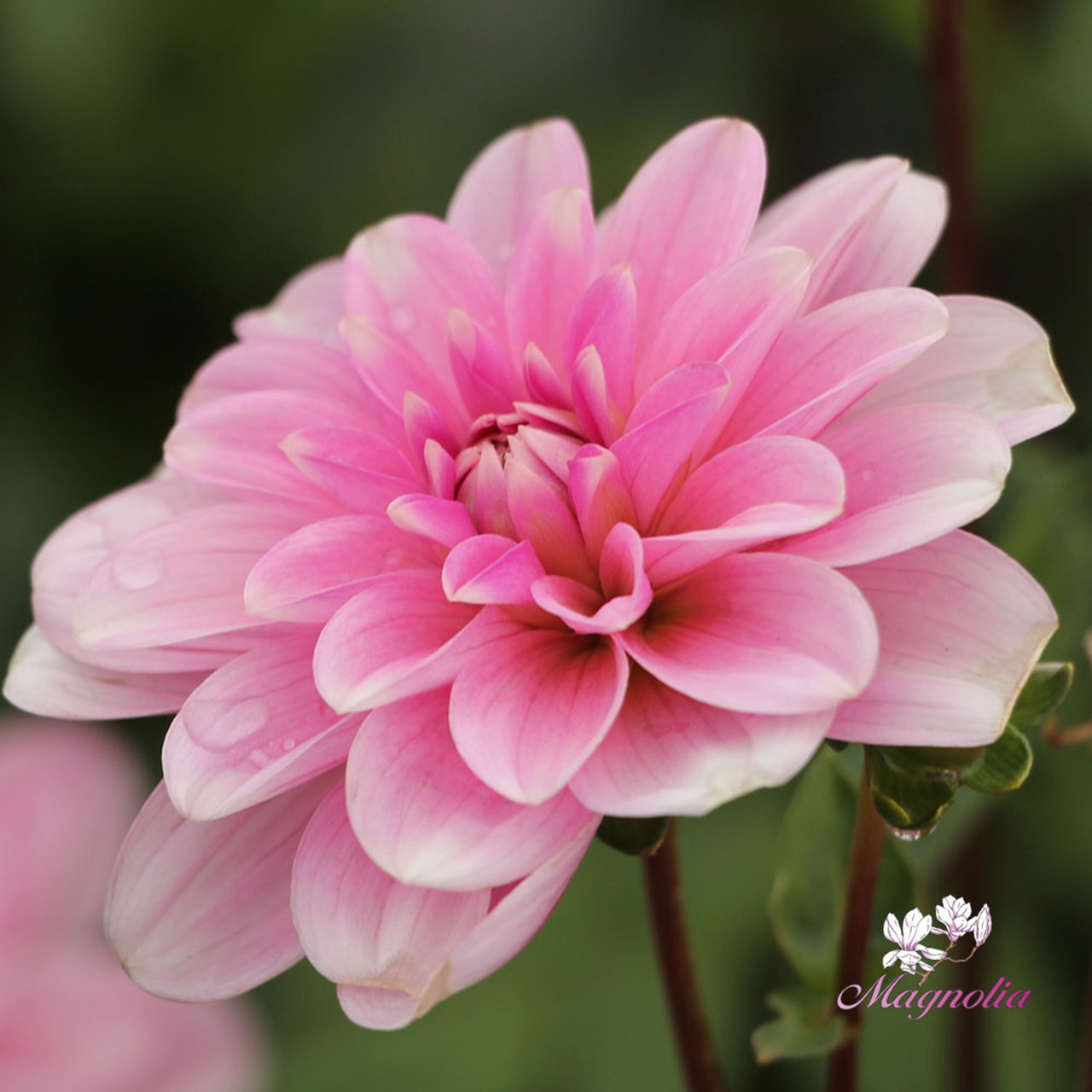 Pink Perception Dahlia Tuber
