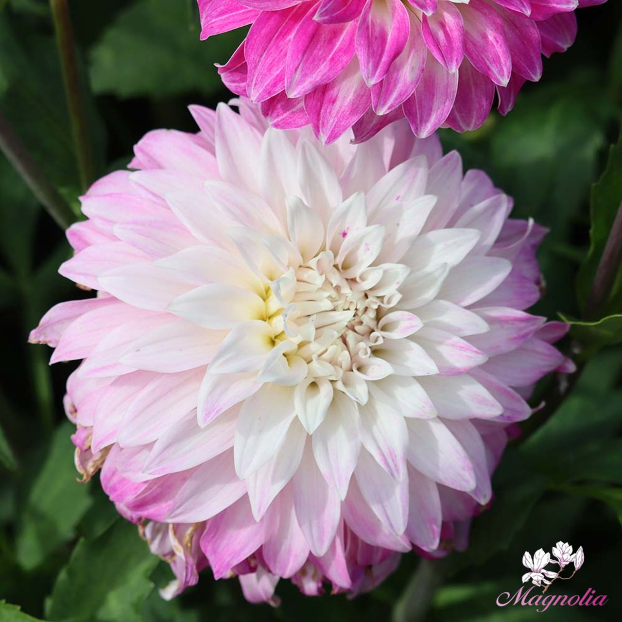 Pink Petticoat Dahlia Knöl