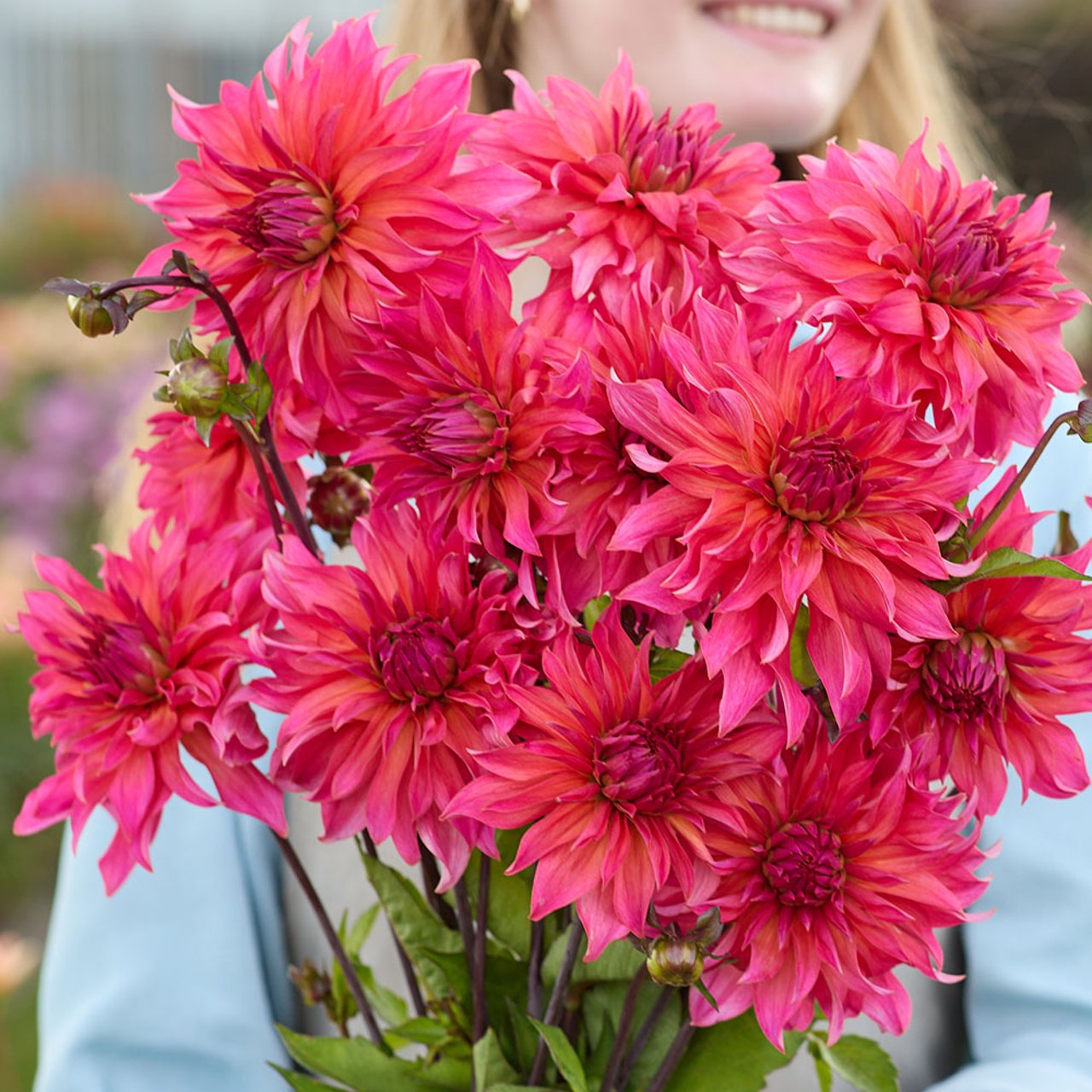 Pink Punk Dahlia Knöl