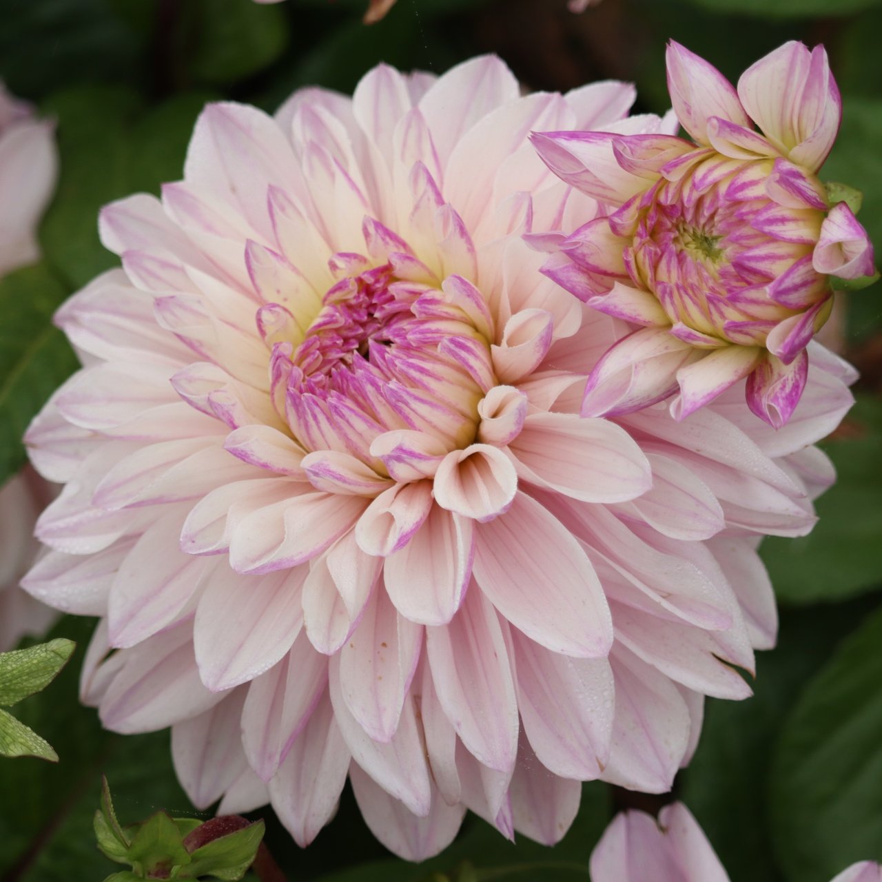 Pink Twilight Dahlia Tuber