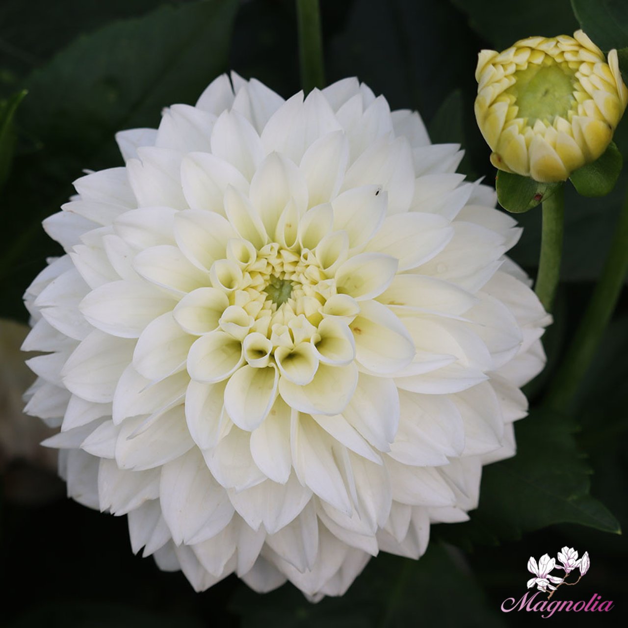 Polar Ice Dahlia Tuber