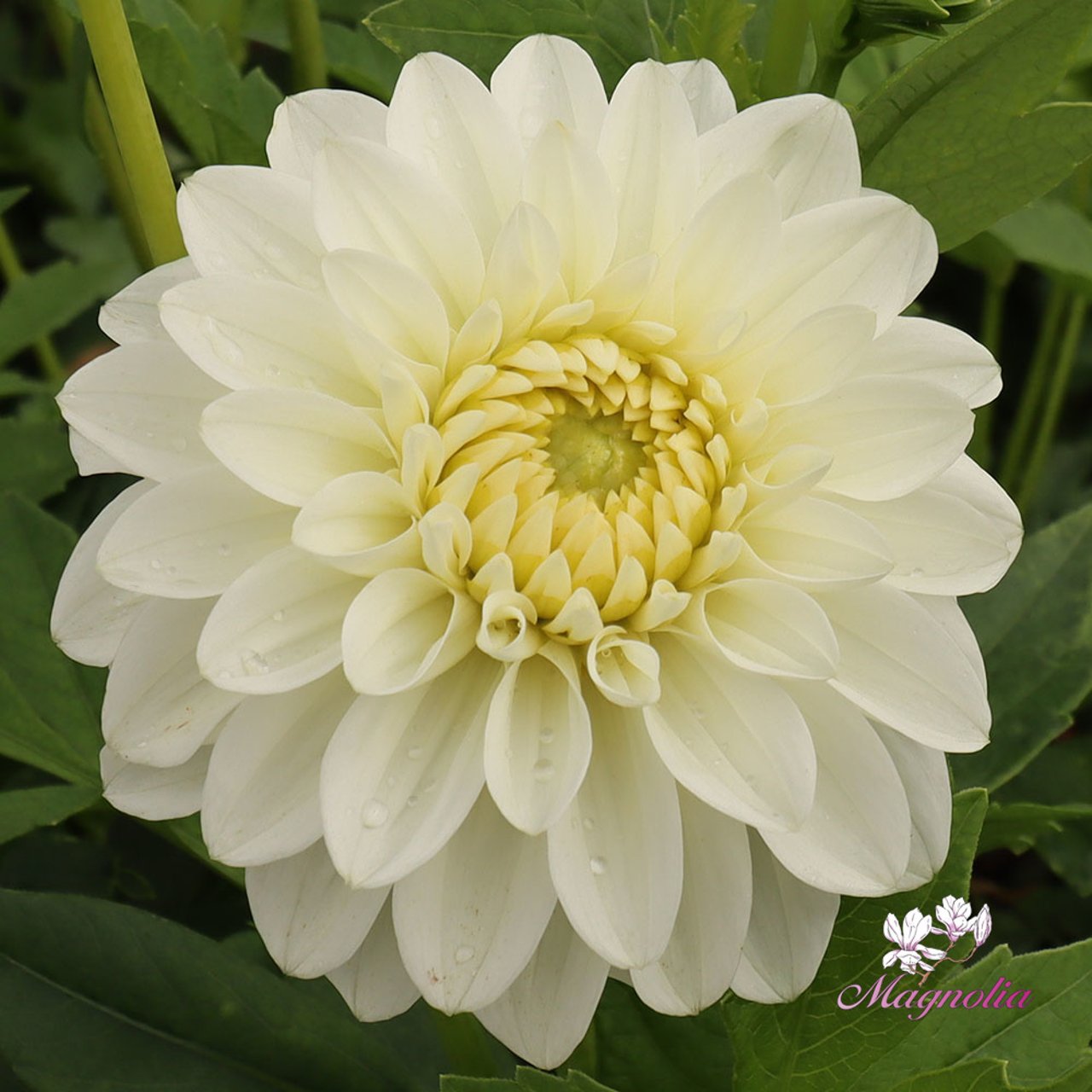 Polestar Dahlia Knöl