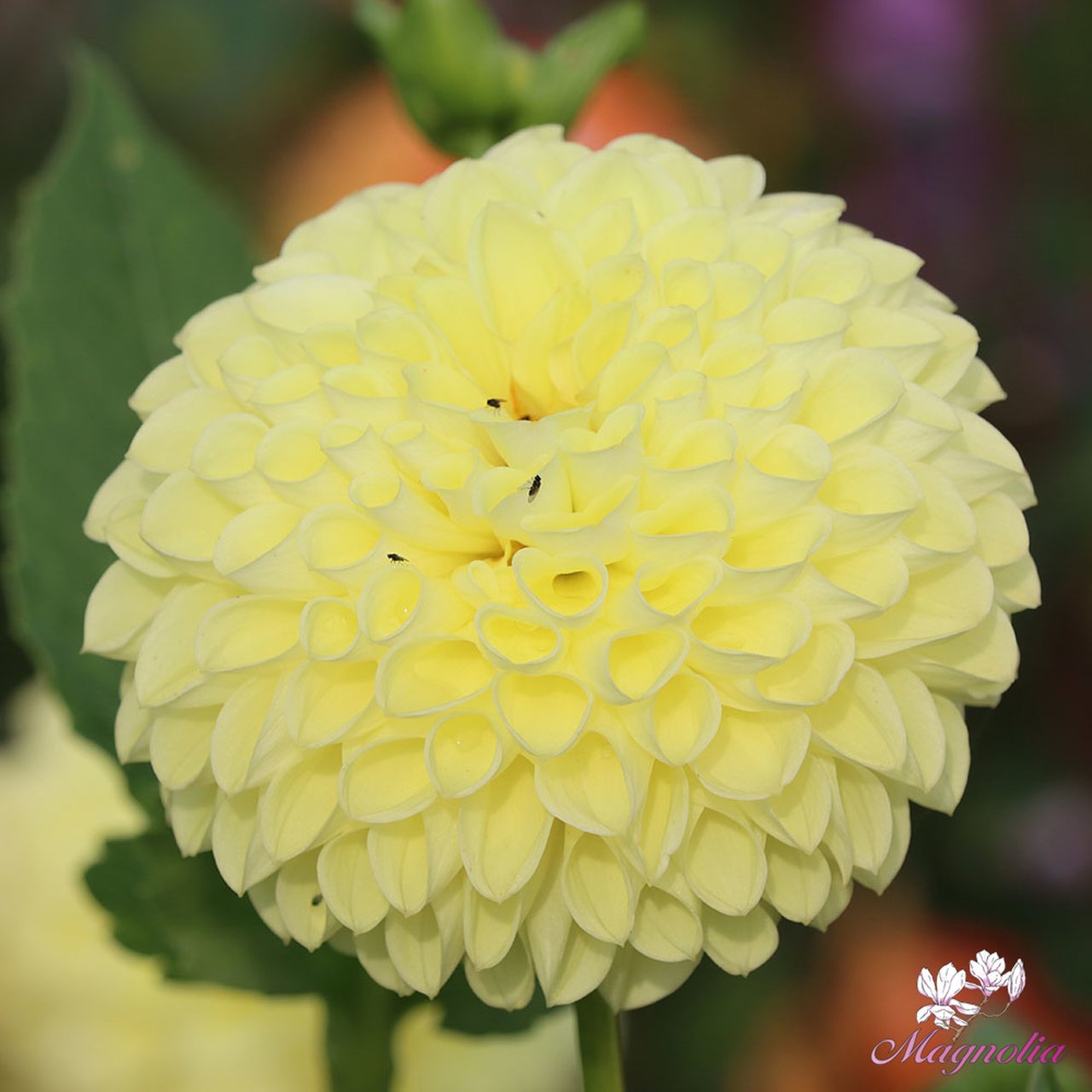 Polventon Supreme Dahlia Knöl
