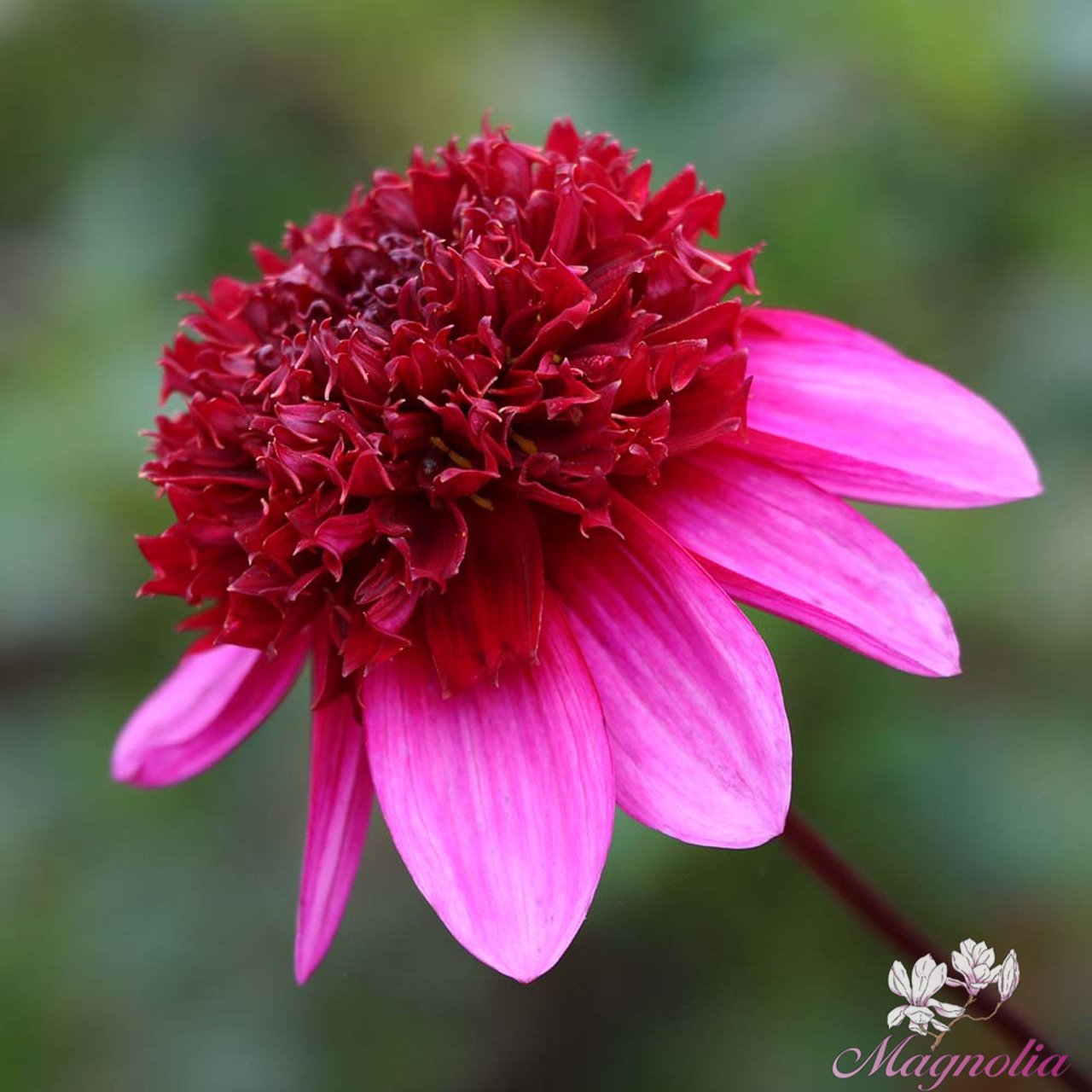 Poodle Skirt Dahlia