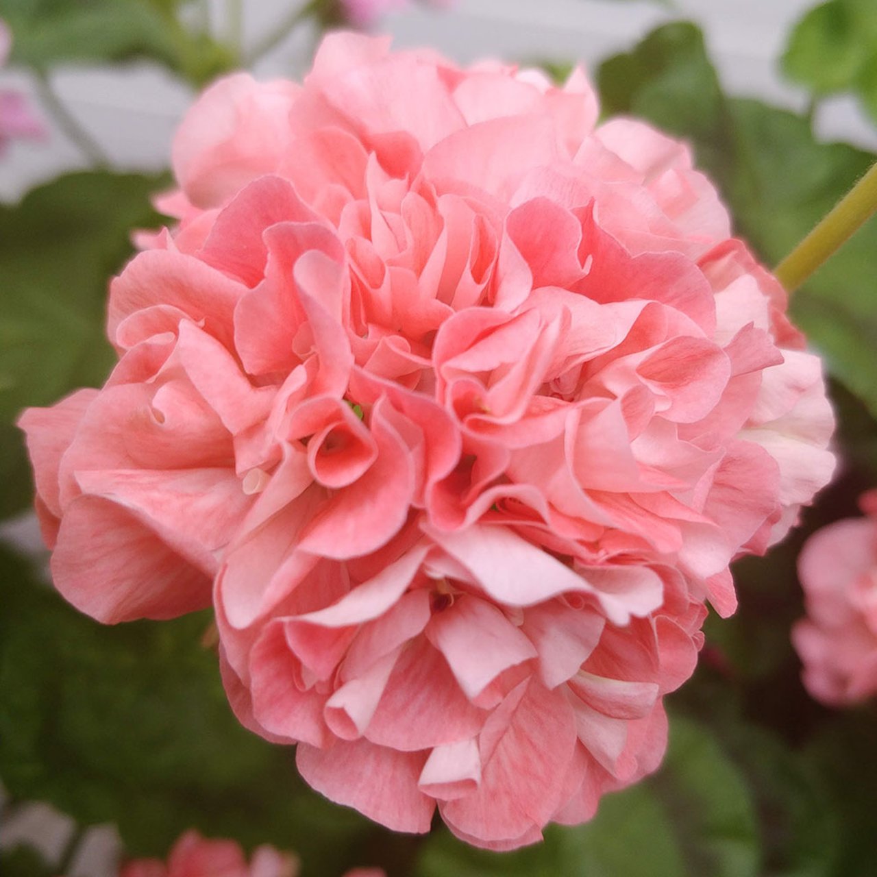 Powder Puff Pelargon Stickling