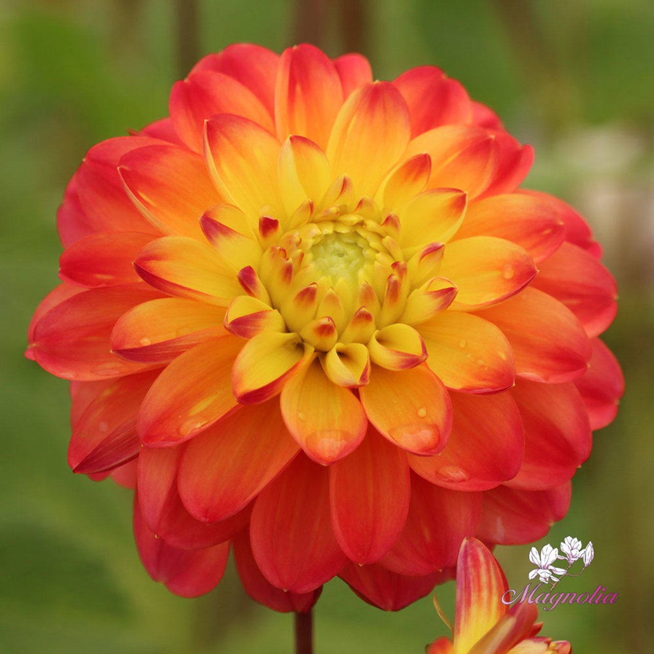 Princess Erika Dahlia Tuber