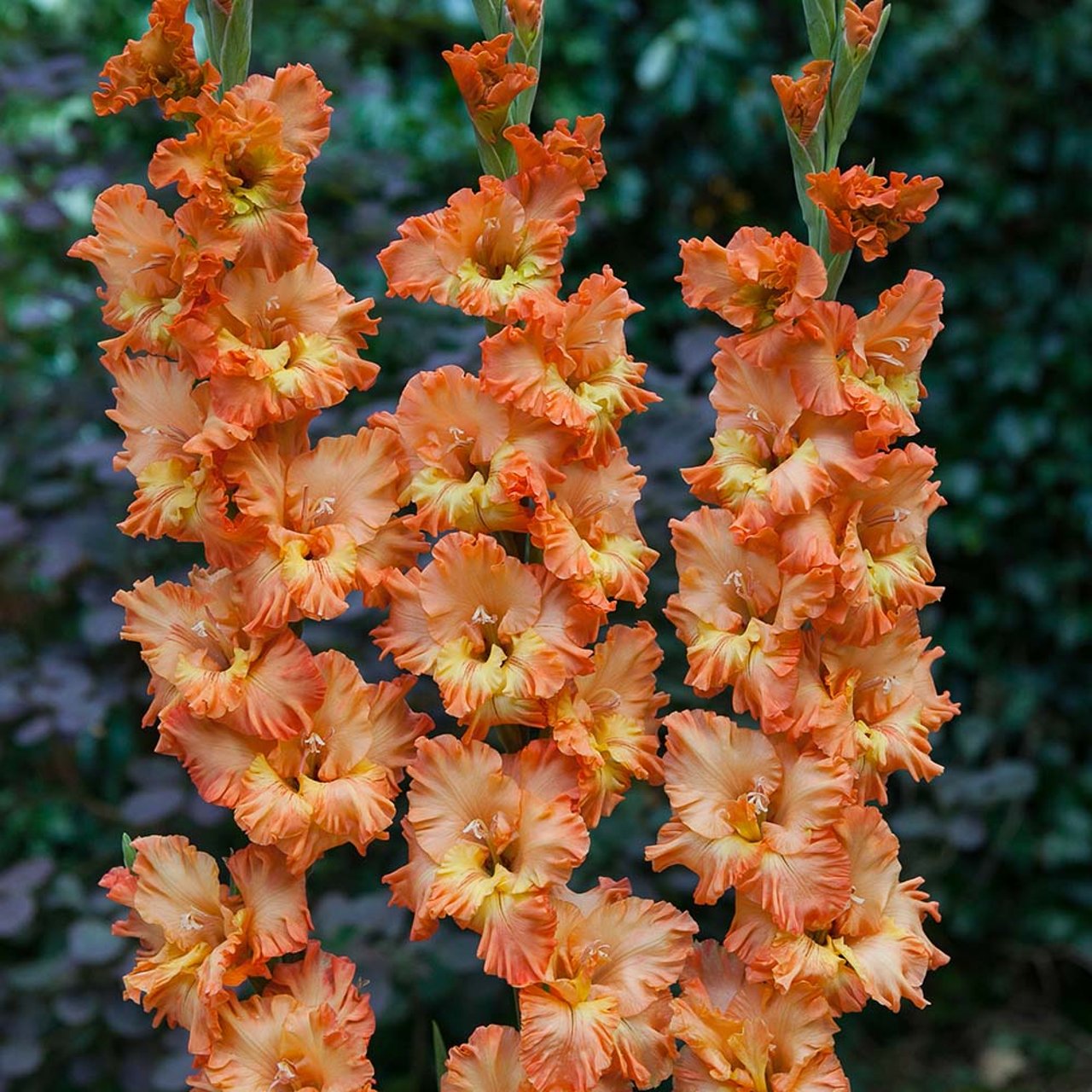 Princess Frizzle Gladiolus Corms