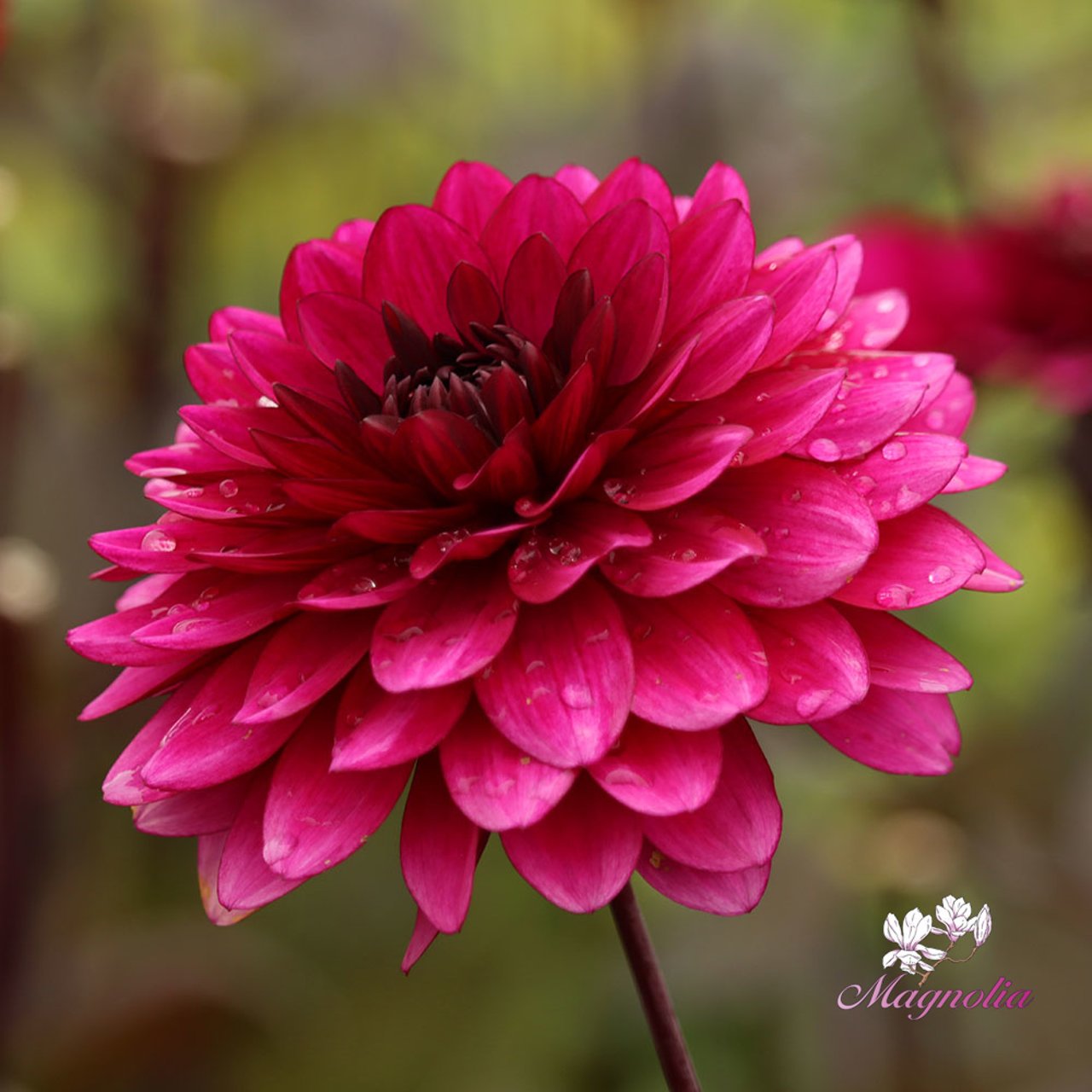 Purple Flame ® Dahlia Tuber