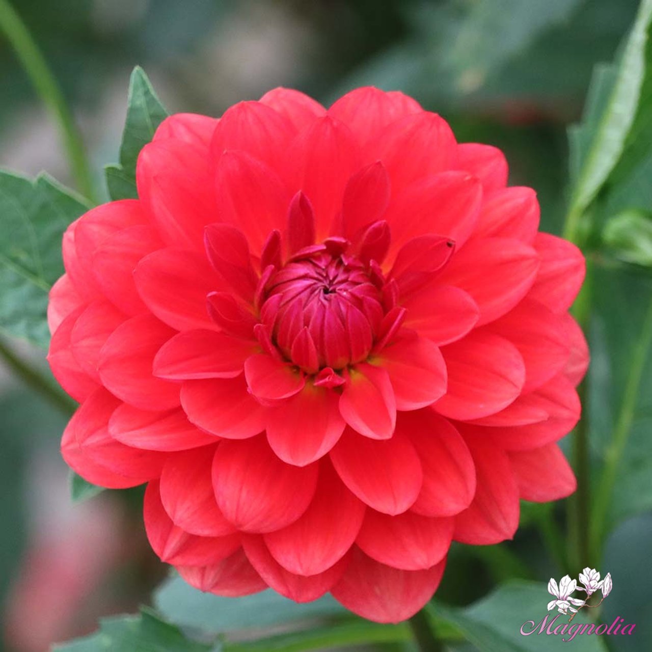 R Mona Dahlia Tuber