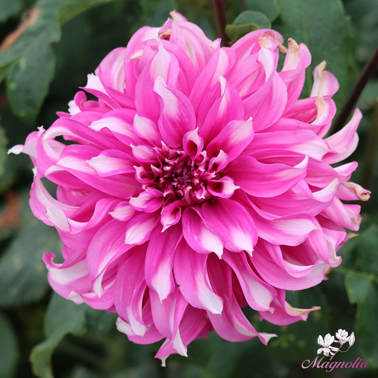 Radegast Dahlia Tuber