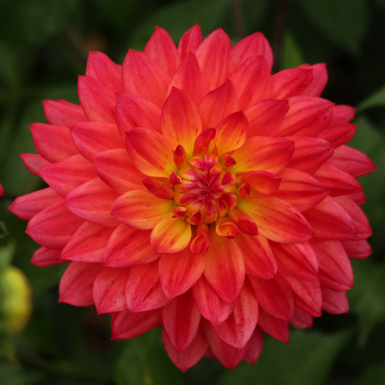 Rainbow Silence Dahlia Knöl