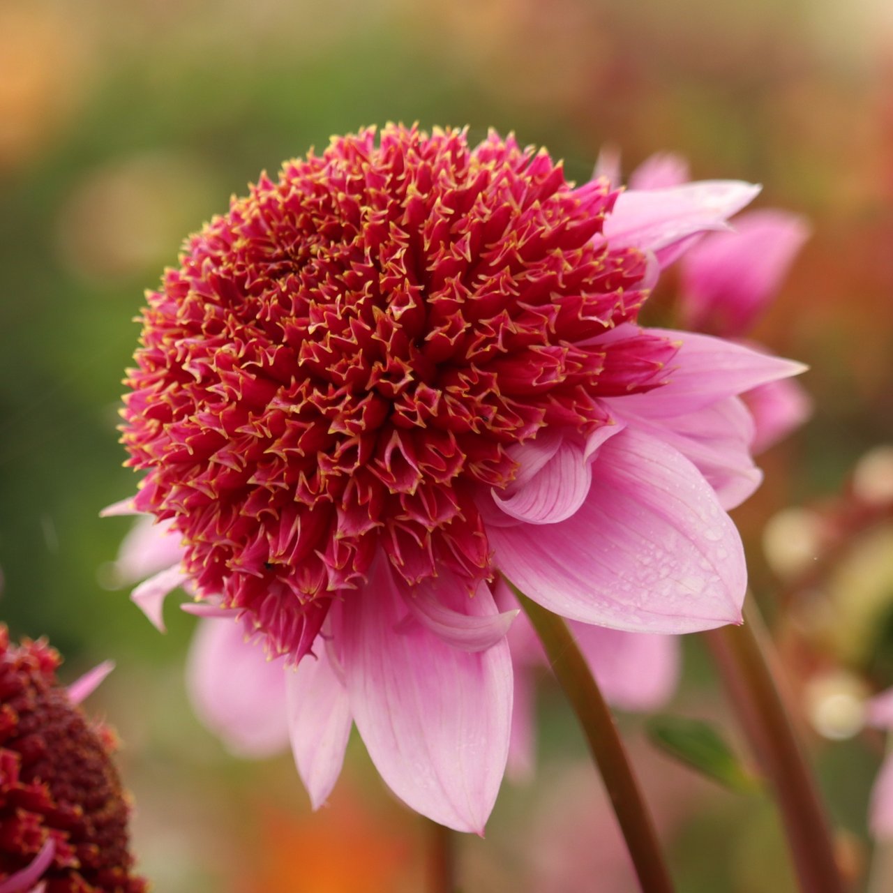 Raspberry Puff Dahlia Knöl