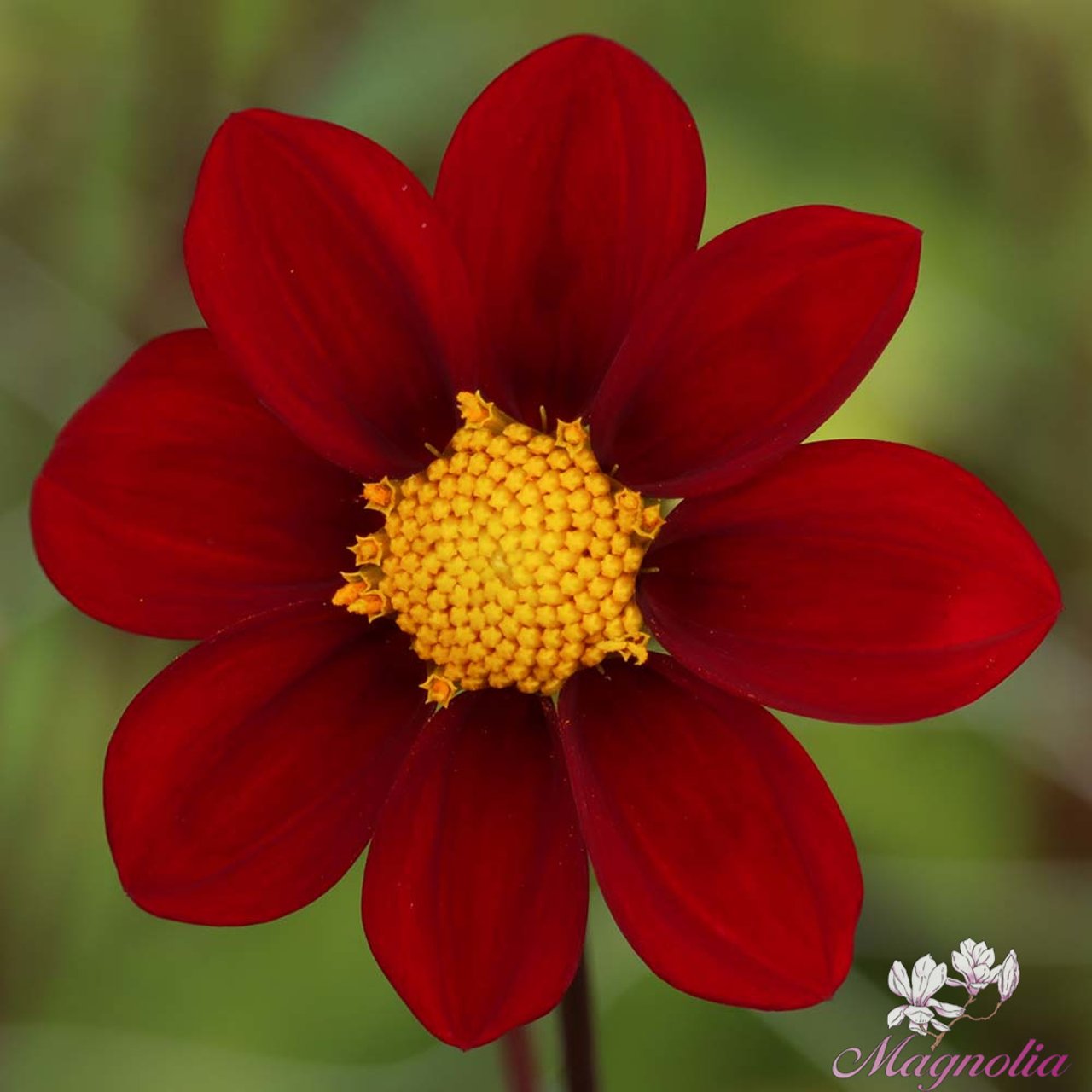 Red Emperor Dahlia Tuber