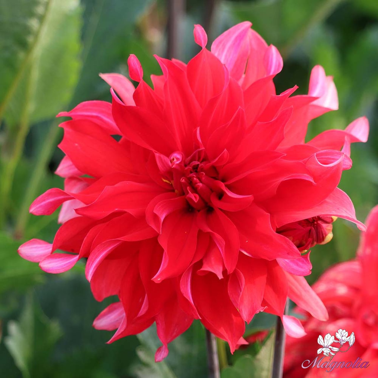 Red Labyrinth Dahlia