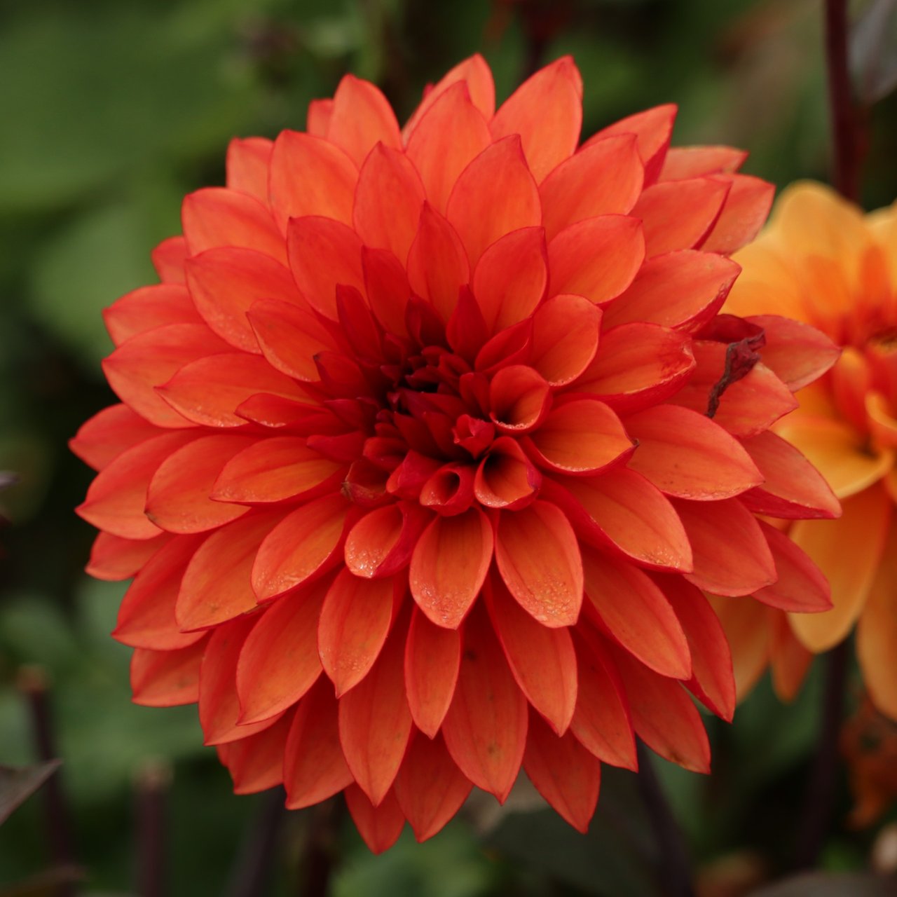 Red Pannier Dahlia Tuber