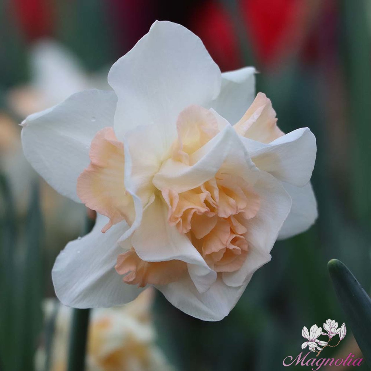 Replete Narcissus Bulbs