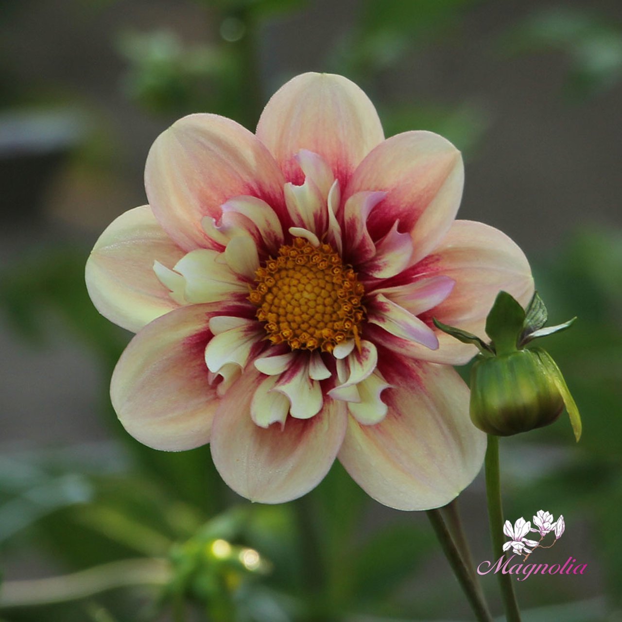 Rhubarb and Custard (stickling) Dahlia Stickling