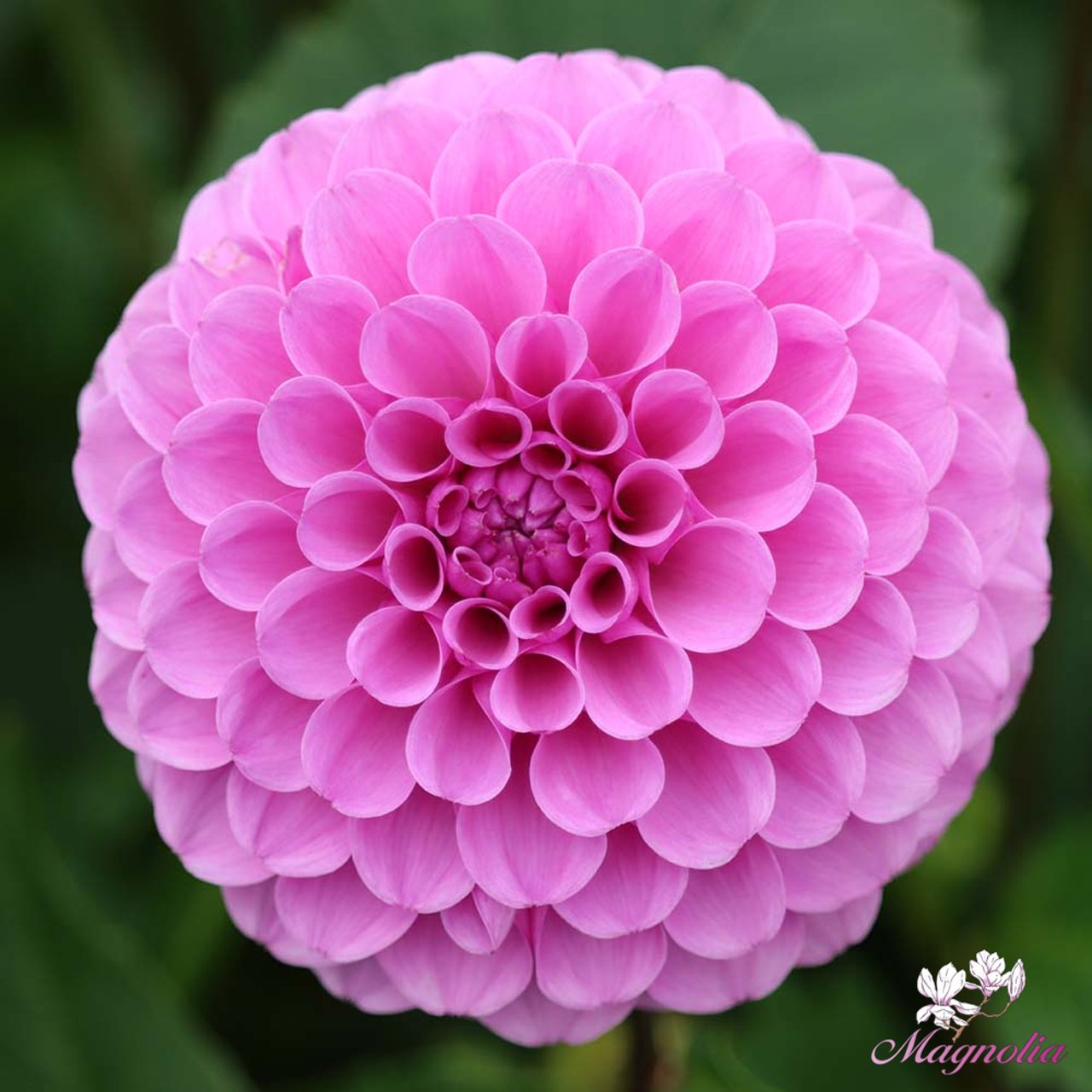 Robann Regal Dahlia Tuber