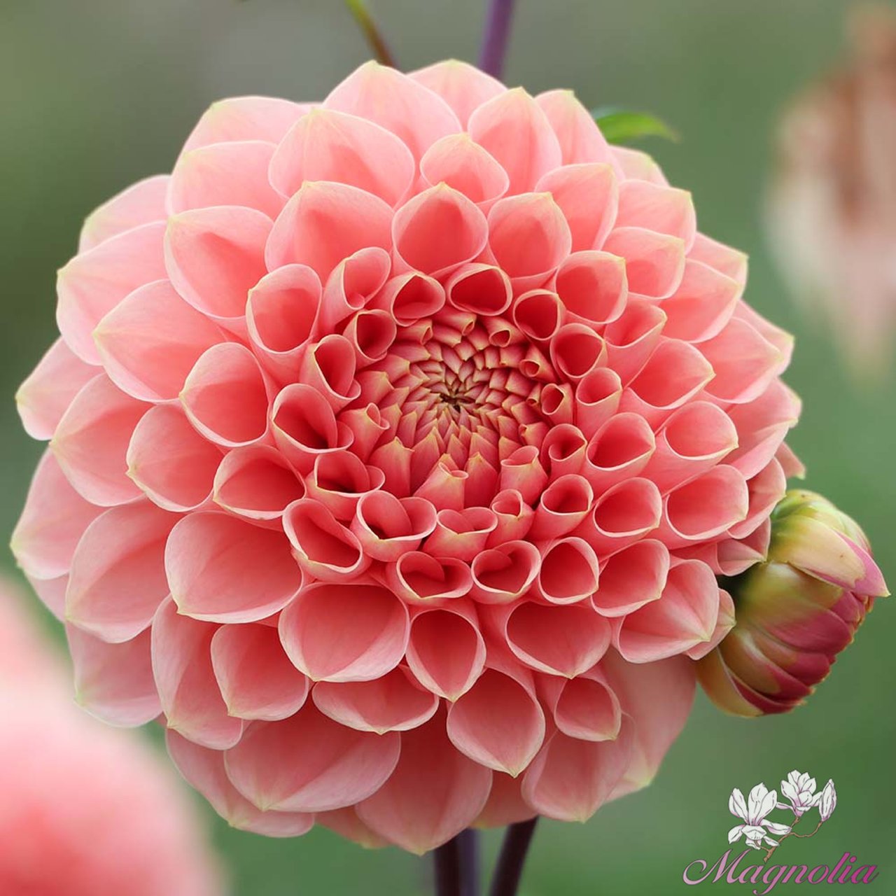 Romance Dahlia Tuber