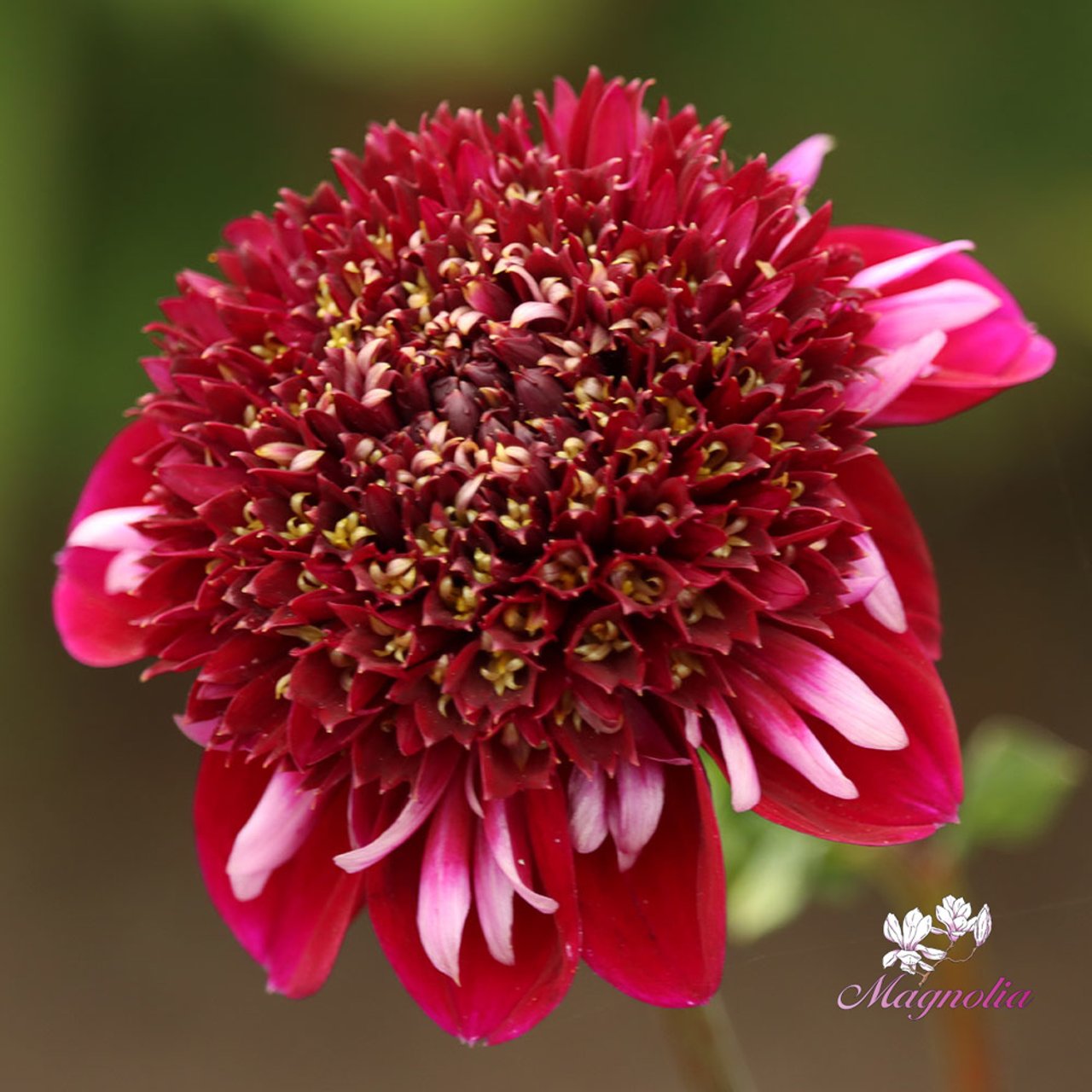 Rosie Raven Dahlia Tuber