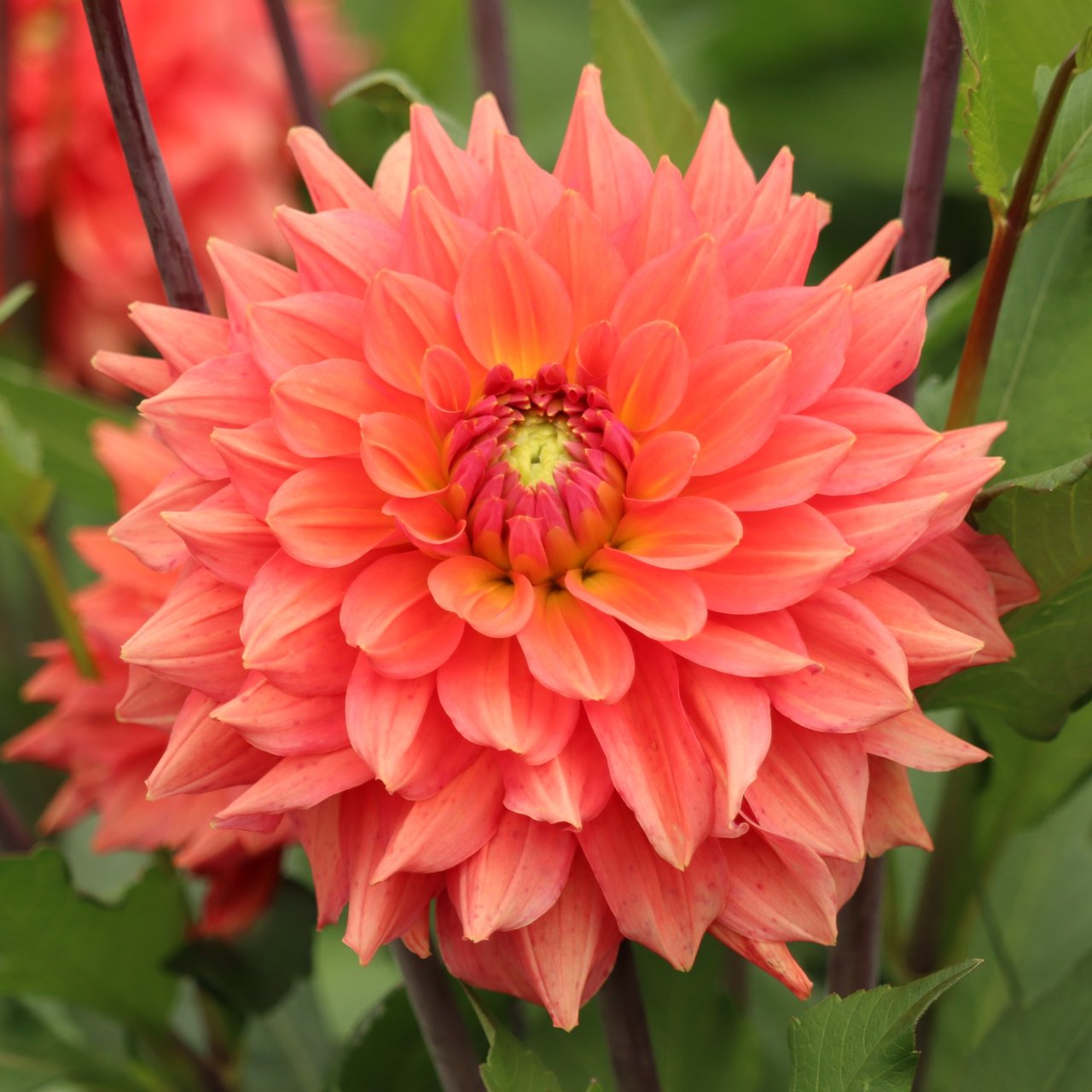 Salmon Idylle Dahlia Knöl
