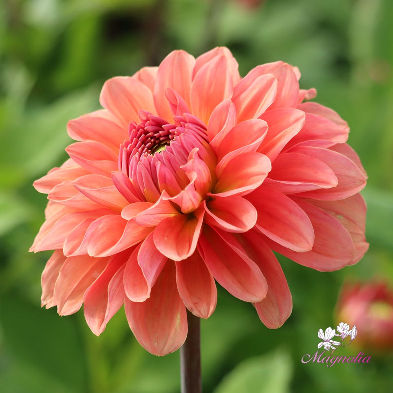 Salmon Idylle Dahlia Tuber