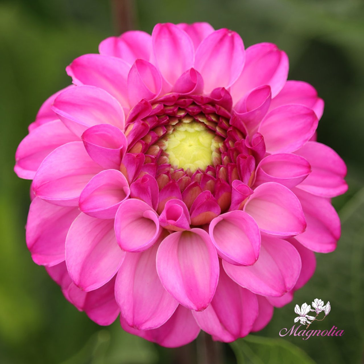 Salvation Dahlia Tuber