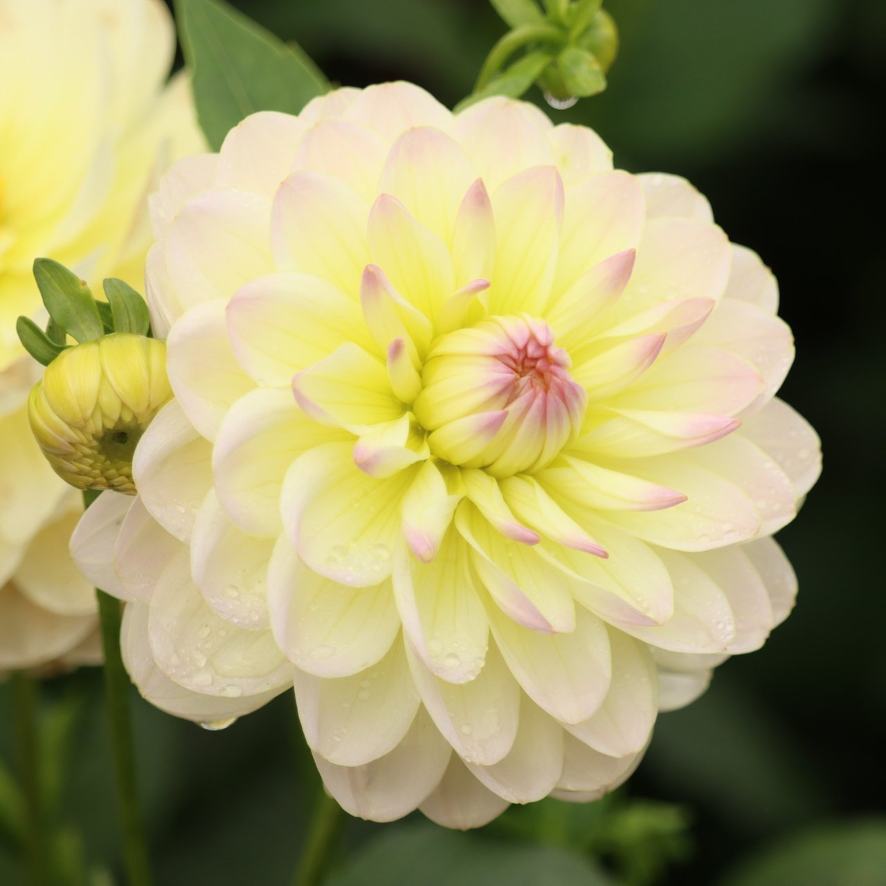 Sandia Serenity Dahlia Tuber