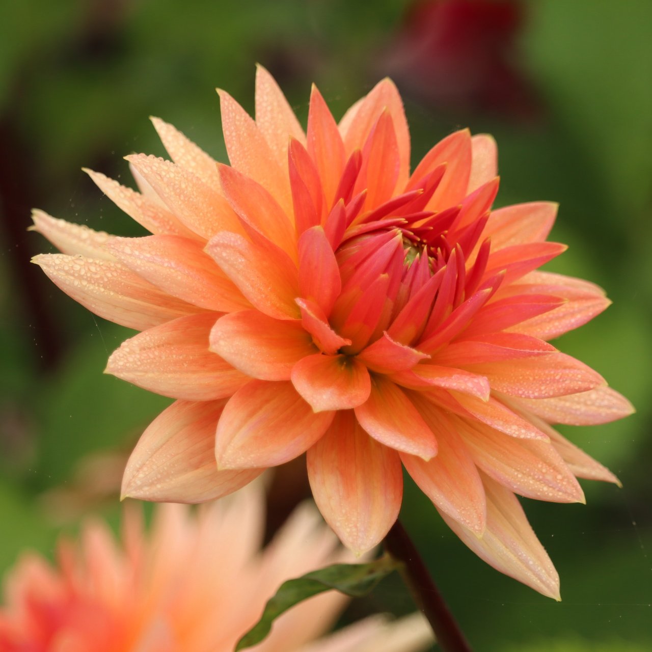 Schneckenstein Dahlia Knöl