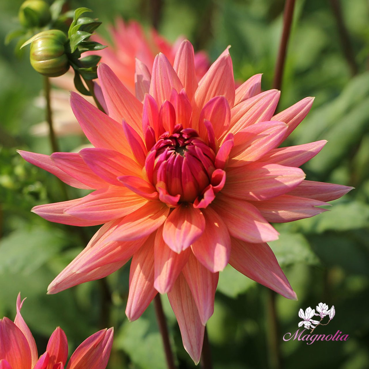 Schneckenstein Dahlia Tuber