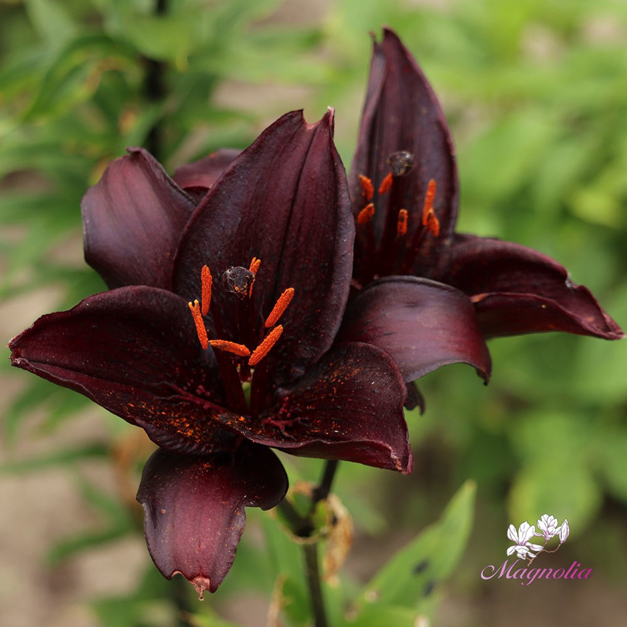 Secret Kiss Lillium Bulb