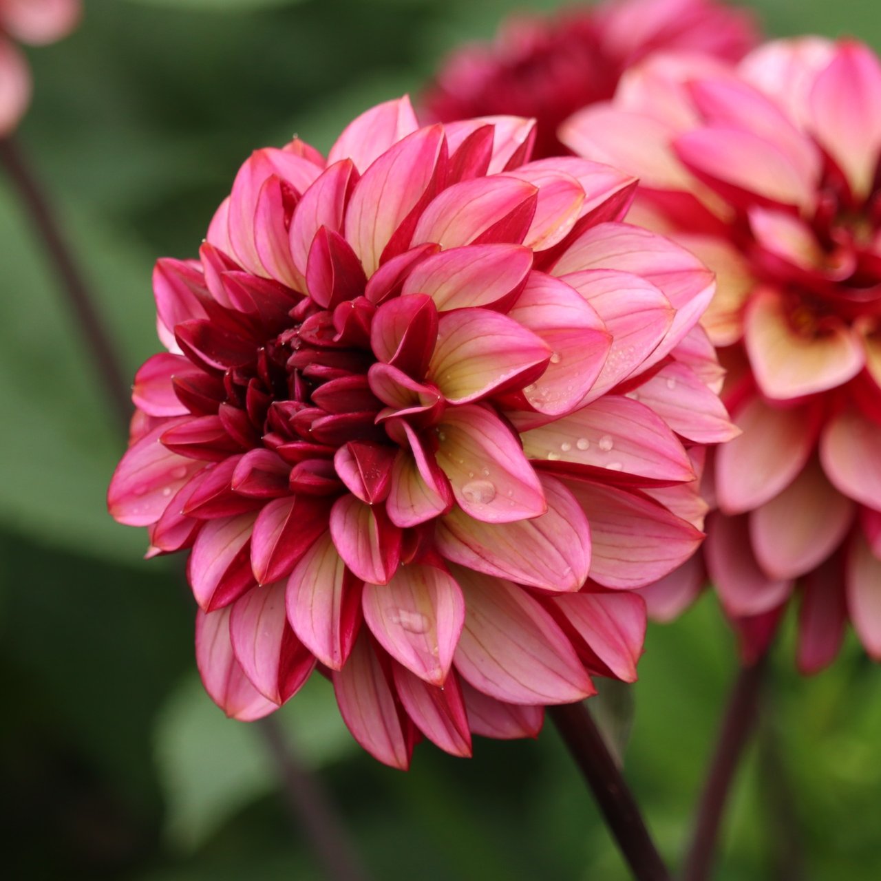 Senior's Hope Dahlia Tuber