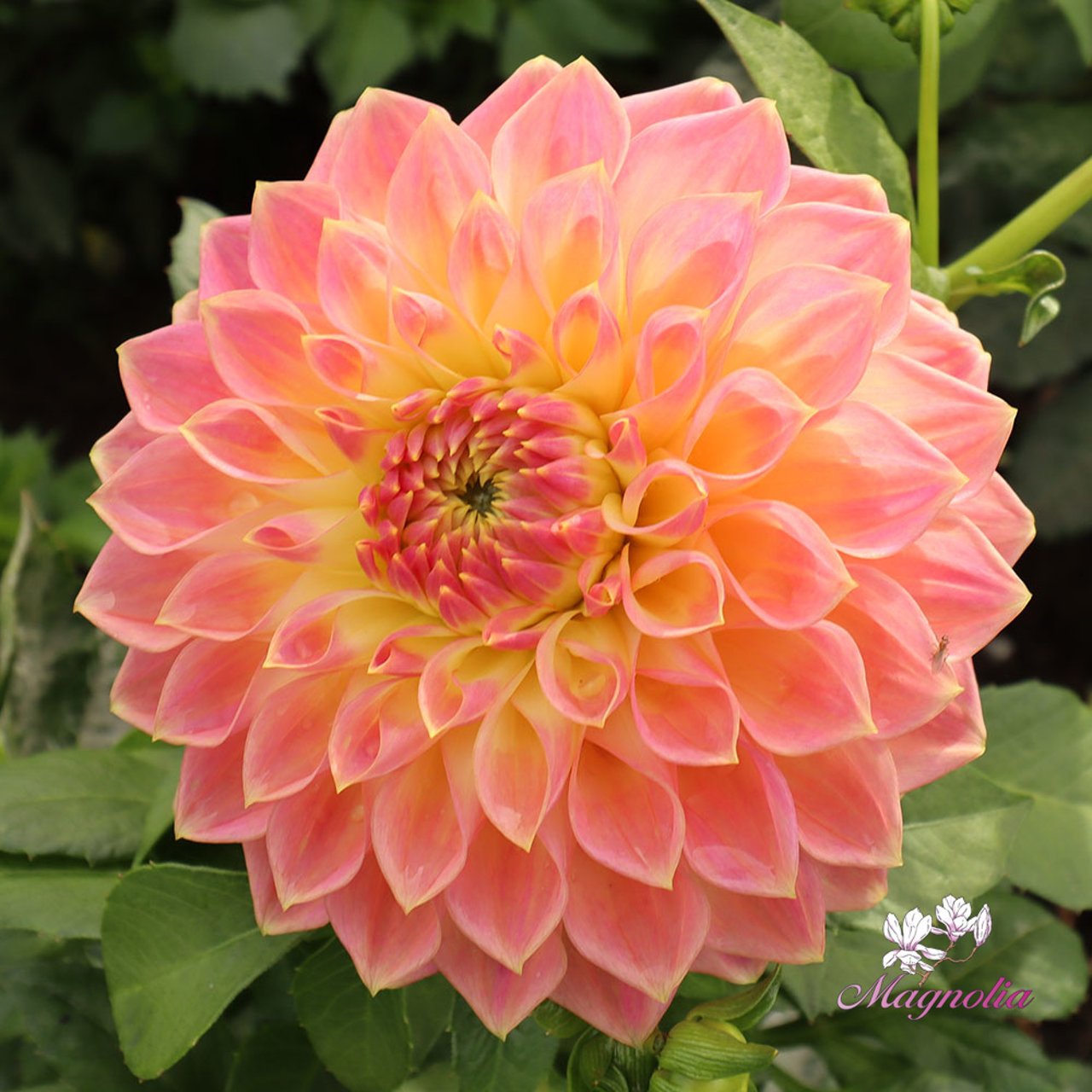 She's a Peach Blomstrar Dahlia Stickling