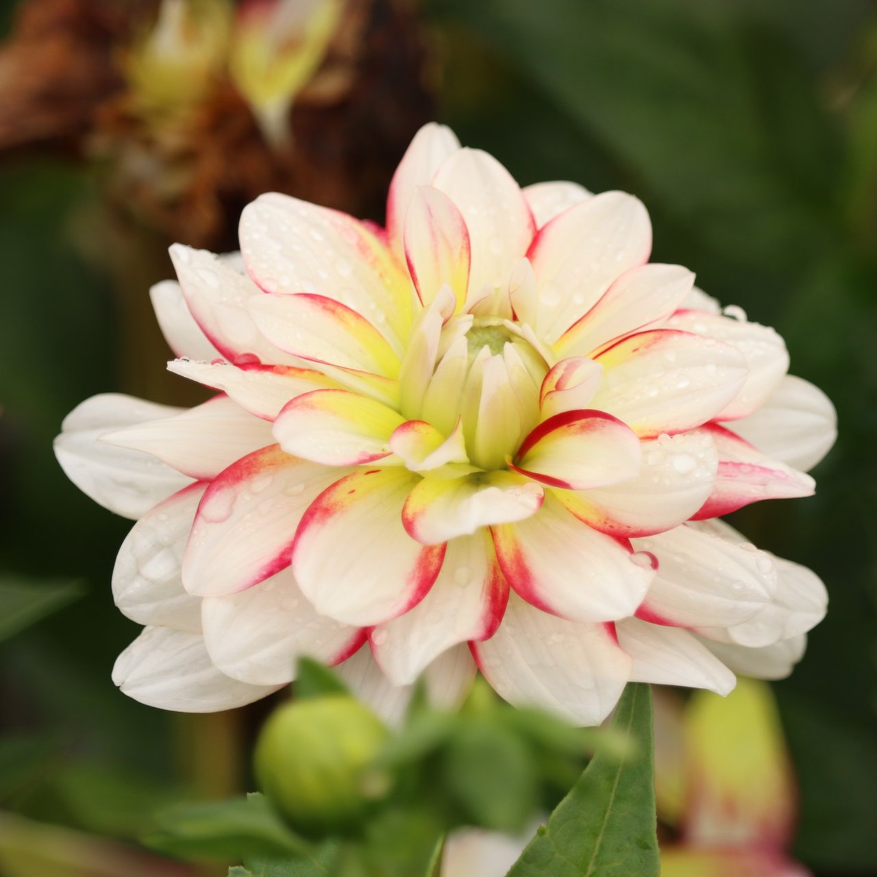 Short Track Dahlia Knöl