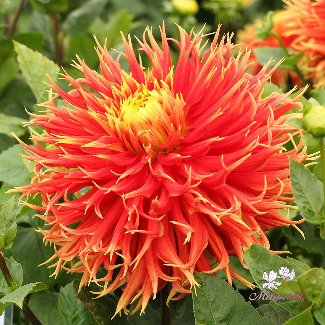 Show 'n' Tell Dahlia Knöl