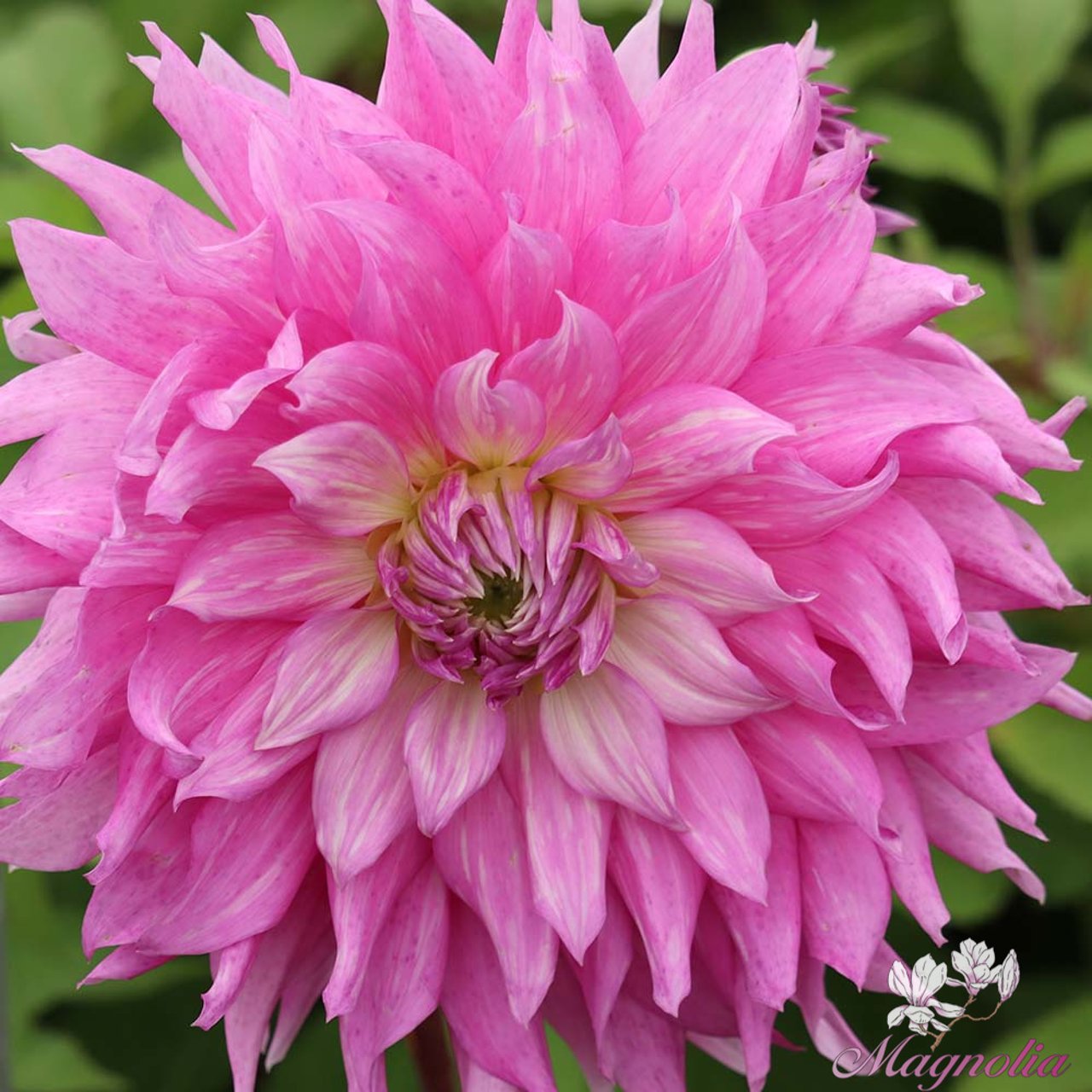 Sir Alf Ramsey Dahlia Tuber