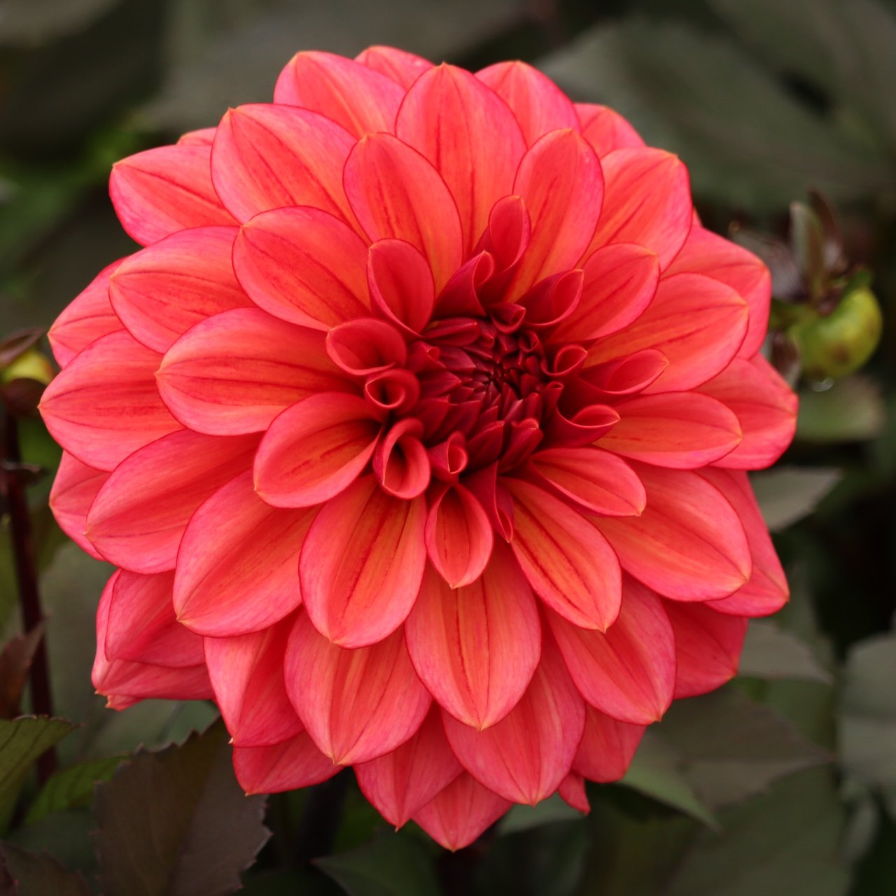 Sketched Magenta Idylle Dahlia Knöl
