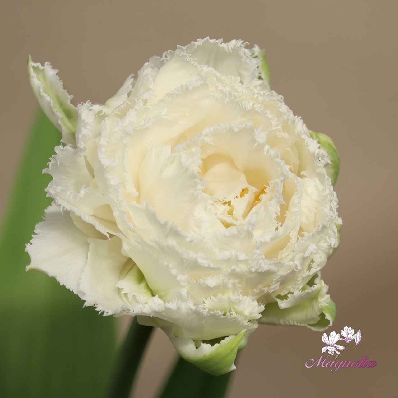 Snow Crystal Tulip Bulbs