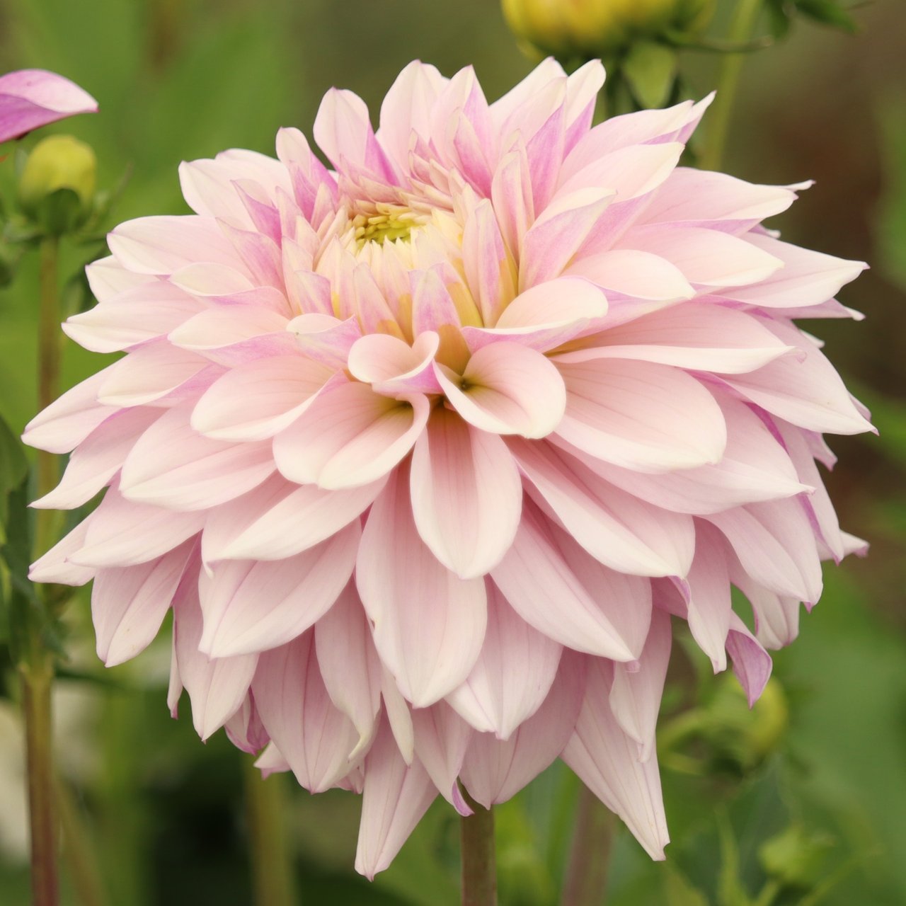 Soft Lavender Idylle Dahlia Tuber