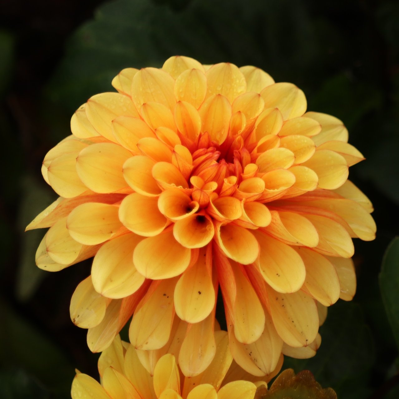 Spanish Conquest Dahlia Knöl