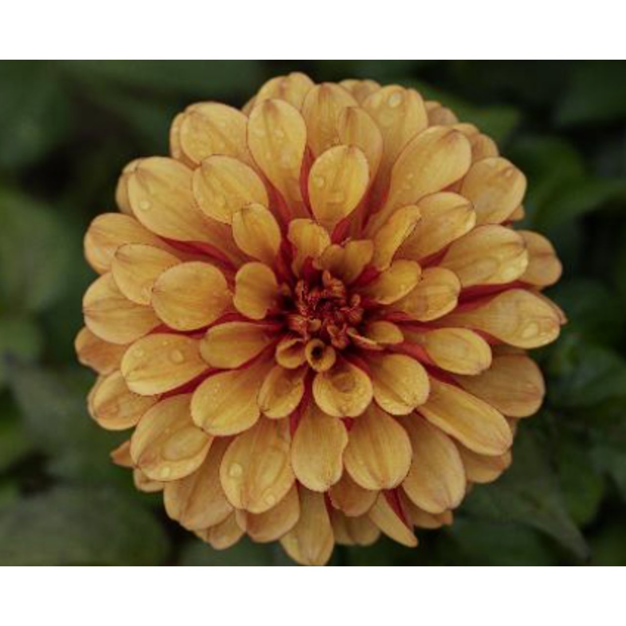 Spanish Conquest Dahlia Knöl