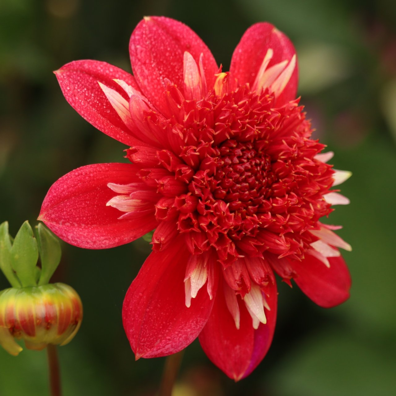 Speech Dahlia Tuber