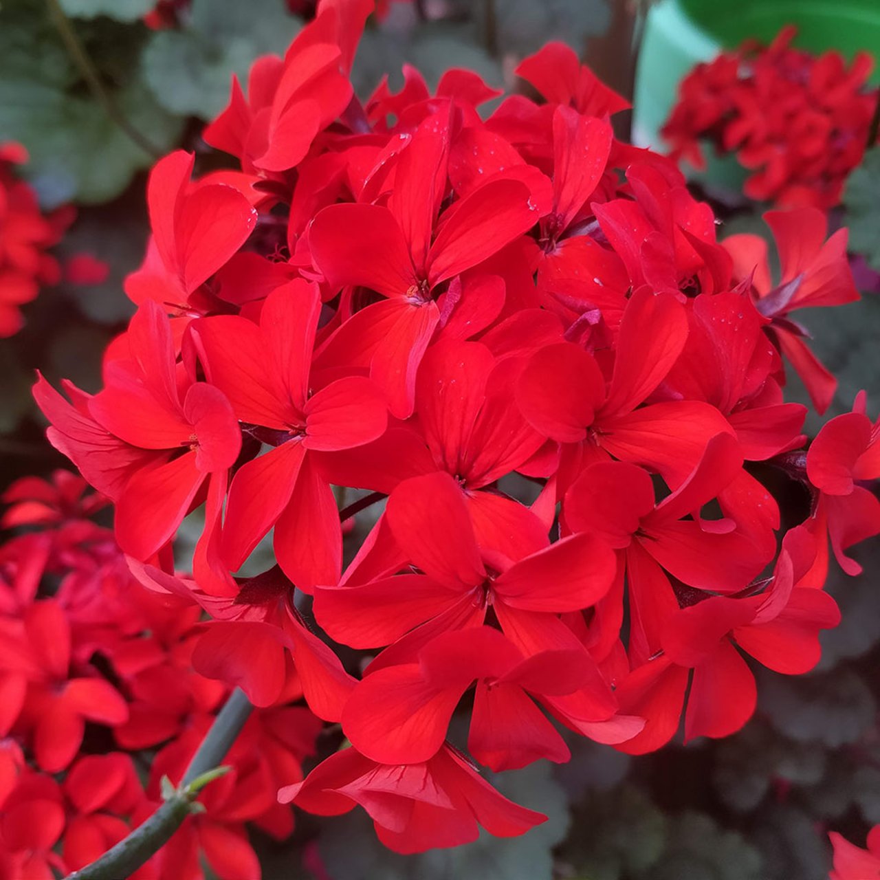 Stadt Bern Pelargonium Cutting