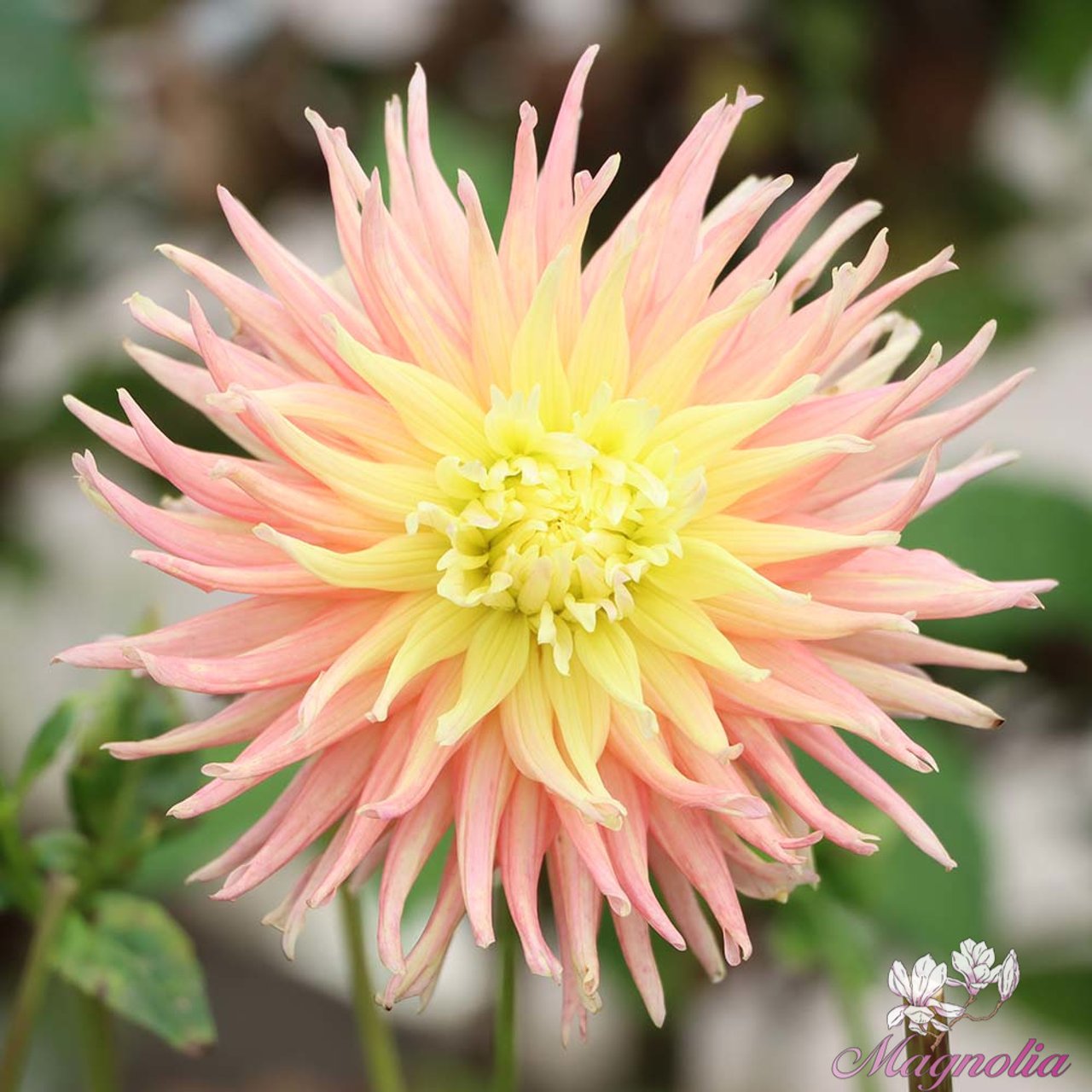Star Elite Dahlia Tuber